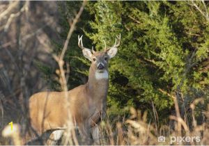 Whitetail Deer Murals White Tailed Deer Wall Mural • Pixers • We Live to Change