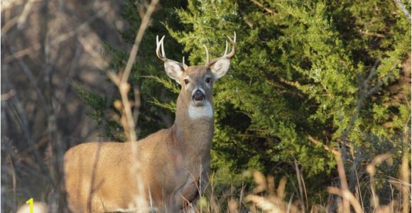 Whitetail Deer Murals White Tailed Deer Wall Mural • Pixers • We Live to Change