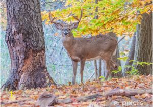 Whitetail Deer Murals Whitetail Deer Buck Wall Mural • Pixers • We Live to Change