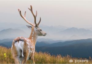 Whitetail Deer Murals Whitetail Deer Wall Mural • Pixers • We Live to Change