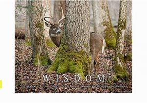 Whitetail Deer Wall Murals Amazon Whitetail Deer Motivational Poster Art Print 11×14 Bow