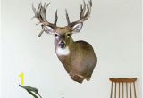 Whitetail Deer Wall Murals Deer Wall Decor