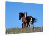 Wild Horses Wall Mural A View Of Wild Horses In A Field Of Wildflowers Graphic Print