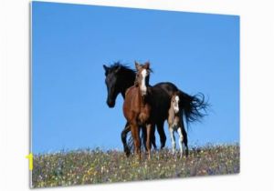 Wild Horses Wall Mural A View Of Wild Horses In A Field Of Wildflowers Graphic Print