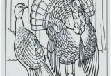 Wild Turkey Coloring Page 34 Best Turkey Images