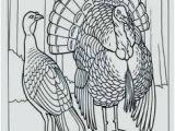 Wild Turkey Coloring Page 34 Best Turkey Images