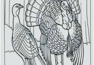 Wild Turkey Coloring Page 34 Best Turkey Images