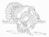 Wild Turkey Coloring Page Print these Free Turkey Coloring Pages for the Kids