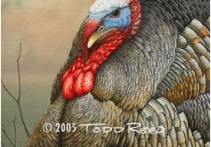 Wild Turkey Wall Murals 19 Best Wild Turkey Images