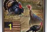 Wild Turkey Wall Murals 44 Best Wild Turkeys Images