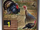 Wild Turkey Wall Murals 44 Best Wild Turkeys Images