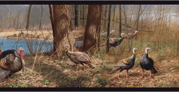 Wild Turkey Wall Murals Turkey Wallpaper Border
