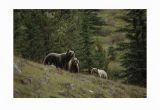 Wildlife Murals for Walls Brewster Ng1315 Bears Wall Mural Bears Home Decor Murals $100