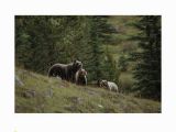 Wildlife Murals for Walls Brewster Ng1315 Bears Wall Mural Bears Home Decor Murals $100