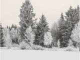 Winter forest Wall Mural Winter Wonderland Tree Wall Mural