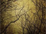 Winter Trees Wall Mural Mystic Light Wall Mural Wallpaper Nature