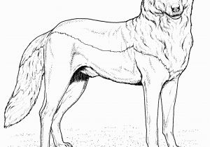 Wolf Coloring Pages to Print Out Free Wolf Coloring Pages