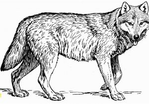 Wolf Coloring Pages to Print Out Wolves for Coloring