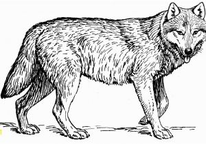 Wolf Coloring Pages to Print Out Wolves for Coloring