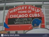 Wrigley Field Ivy Wall Mural Wrigley Field Fans Stock S & Wrigley Field Fans Stock