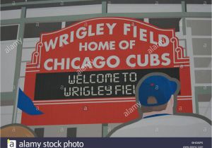 Wrigley Field Ivy Wall Mural Wrigley Field Fans Stock S & Wrigley Field Fans Stock