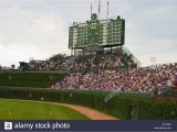 Wrigley Field Ivy Wall Mural Wrigley Field Fans Stock S & Wrigley Field Fans Stock