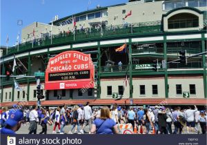 Wrigley Field Ivy Wall Mural Wrigley Field Fans Stock S & Wrigley Field Fans Stock