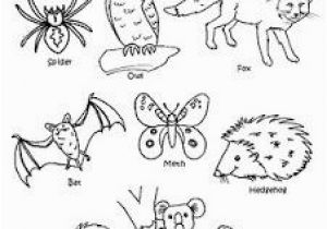 Zoo Animal Coloring Pages for Preschool Nocturnal Animals éjszakai állatok with Images